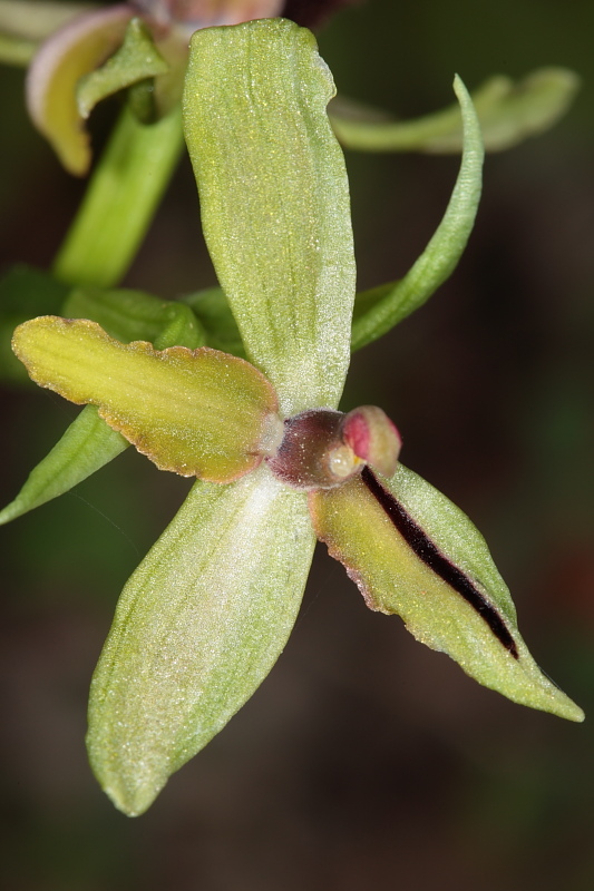 Lusus di Ophrys bertoloniiformis